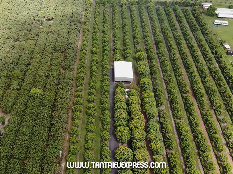 Ngỡ ngàng vườn trái cây Việt trên Đất Mỹ