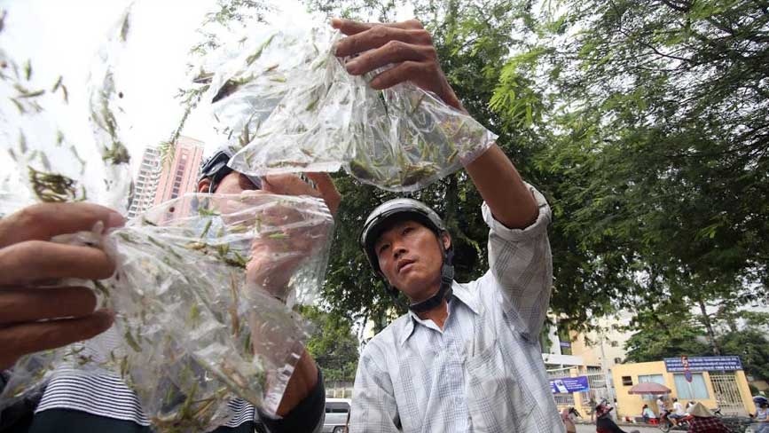 Khách lựa cào cào cho chim