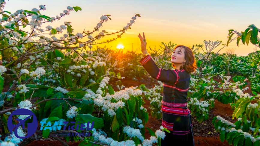 Chắt lọc từ những tinh túy cafe Tây Nguyên