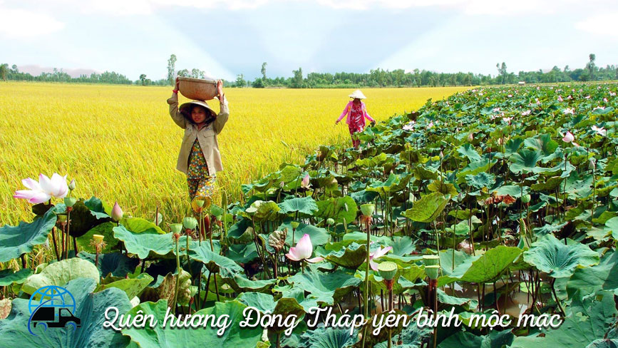 Gửi sen khô Đồng Tháp đi Mỹ giá rẻ