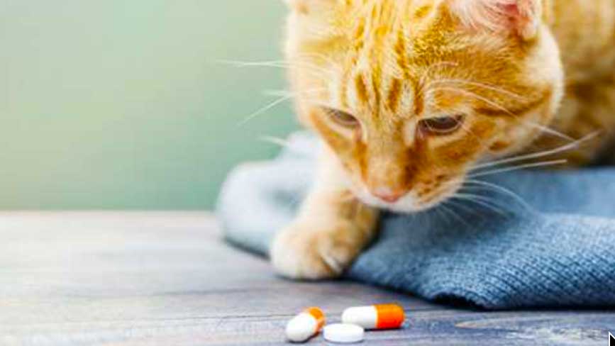 Gửi thuốc cho thú cưng đi Mỹ