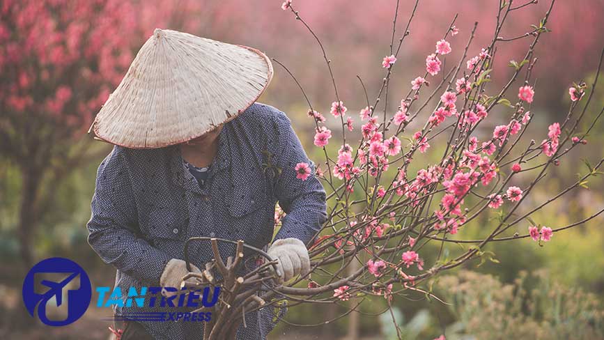 Tết trong ký ức của người con xa xứ luôn gắn liền với cây mai, cành đảo