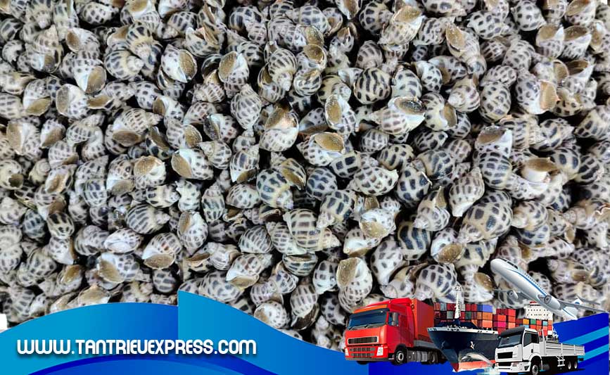 Ốc hương được làm đông và gửi đi Mỹ