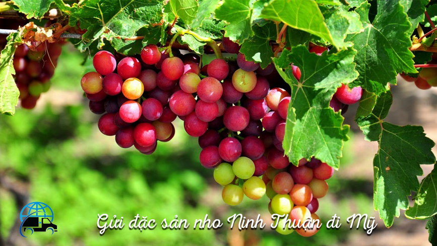 Gửi đặc sản Phan Rang đi Mỹ