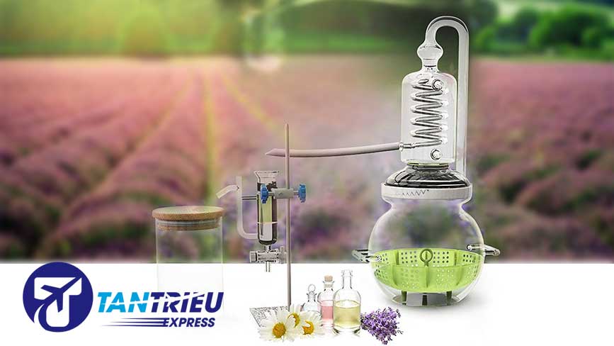 Chiết xuất tinh dầu Lavender