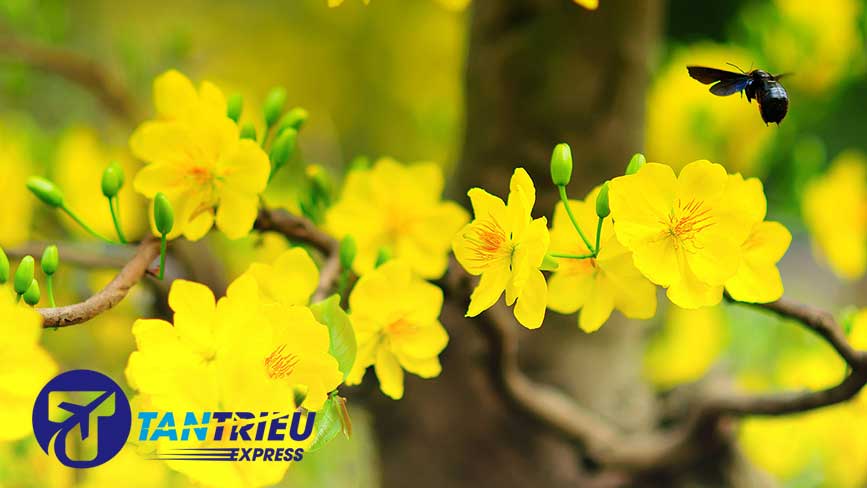 Biểu tượng mùa xuân của Nam Bộ