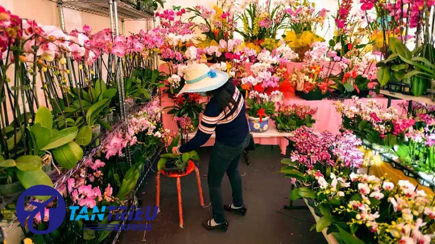 Các loại hoa chen sắc trong ngày đầu hội chợ hoa Phước Lộc Thọ