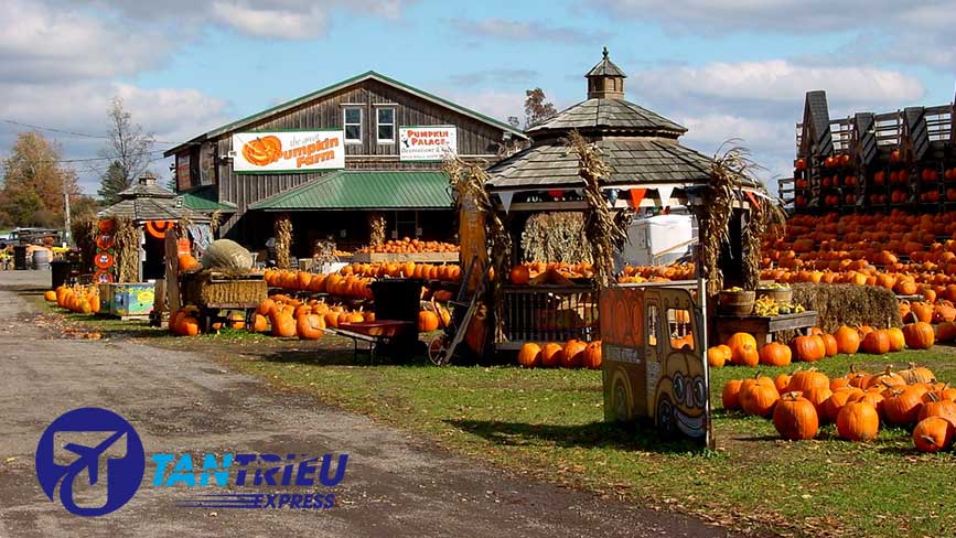 Tham quan lâu đài Bí Ngô tại nông trại Great Pumpkin
