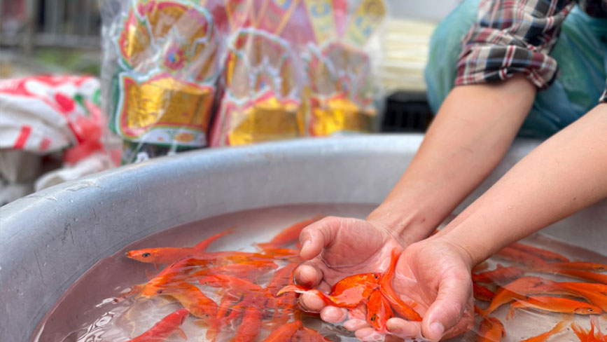 Tục thả cá chép đưa ông táo về trời