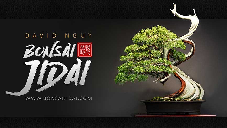 Thương hiệu David Ngụy nổi tiếng trong giới chơi Bonsai tại Mỹ